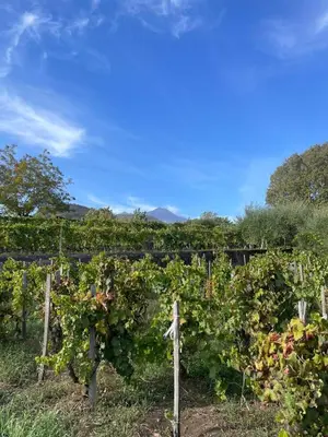Giardino di Le Dimore del Corso Acireale I - Sicily Stay, fra Catania, Taormina, il Mare e l'Etna