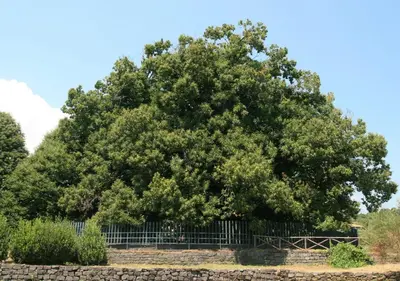 Planimetria di Stanza tripla in affitto Giarre