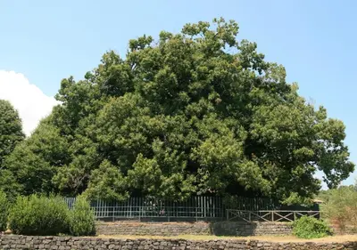 Planimetria di Stanza tripla in affitto Giarre