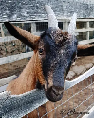 Altri animali domestici presso l'agriturismo o nei dintorni