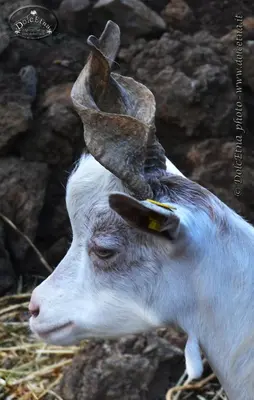 Altri animali domestici presso l'agriturismo o nei dintorni
