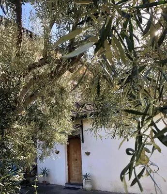 Giardino di Casa Vacanza L'ulivo