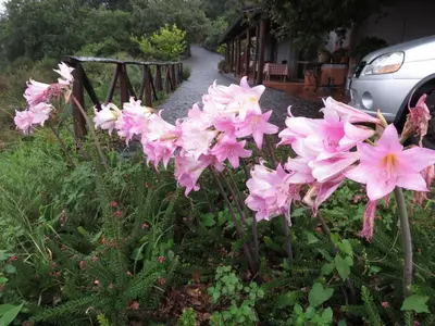 Giardino di Le Case Del Merlo Turismo Rurale