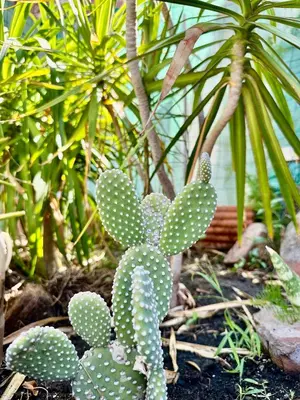 Giardino di Casa vulcano