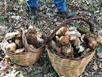 Planimetria di La Rosa antica dell'Etna