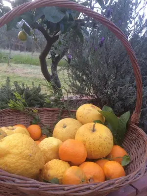 Planimetria di Villa Carolea