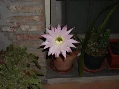 Planimetria di Eurelios
