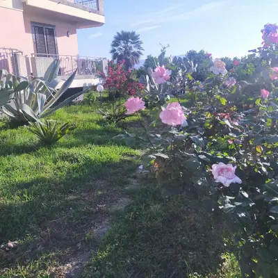Giardino di aranceto dell'Etna