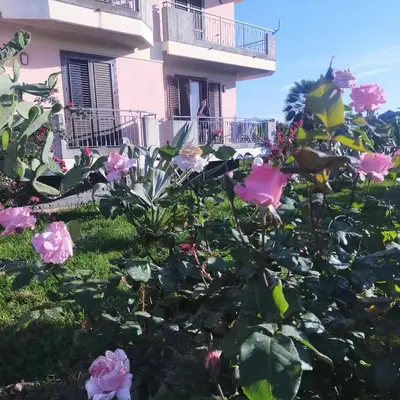 Giardino di aranceto dell'Etna