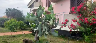 Giardino di aranceto dell'Etna