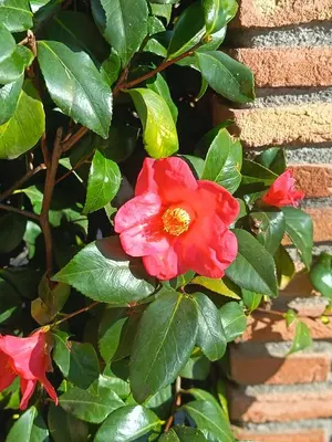 Giardino di Villa Mariposa