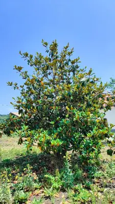 Giardino di Tenuta Arcidiacono - Etna, Wine, Country & Relax