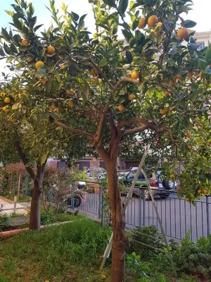 Giardino di Casa Angelina