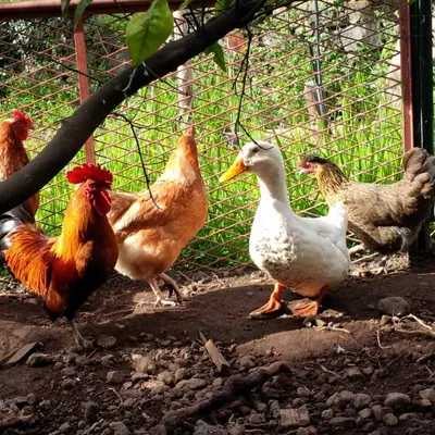 Altri animali domestici presso la casa vacanze o nei dintorni
