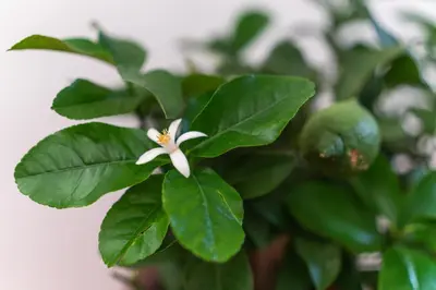 Planimetria di Casa del Limone Lemonhousect