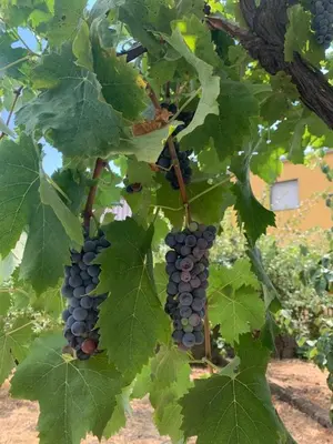 Giardino di Casa dei Gigli relax and vacation among flowers and fruits