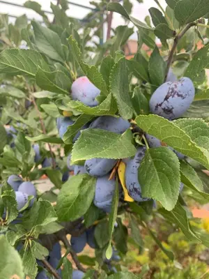 Giardino di Casa dei Gigli relax and vacation among flowers and fruits