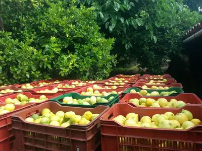 Planimetria di Agriturismo Il Limoneto Acireale