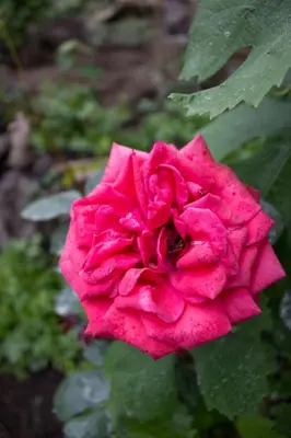 Giardino di Casa Macchia
