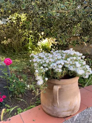 Giardino di L'Agrifoglio Dell'Etna