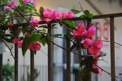 Giardino di Cortile Stesicoro