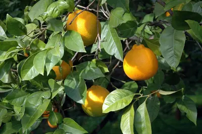 Planimetria di Biologico Dell'Etna