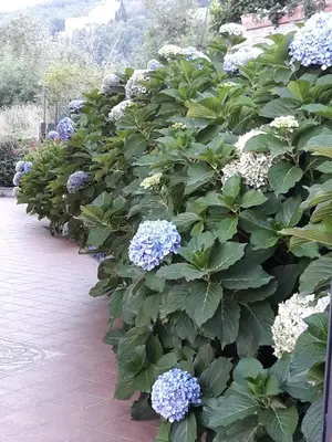 Giardino di La Casa Dei Colori