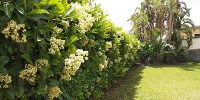 Planimetria di House with garden near the sea