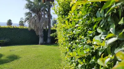 Giardino di Blu Cobalto
