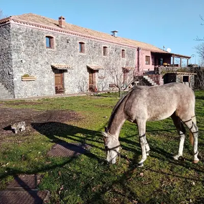 Altri animali domestici presso l'agriturismo o nei dintorni
