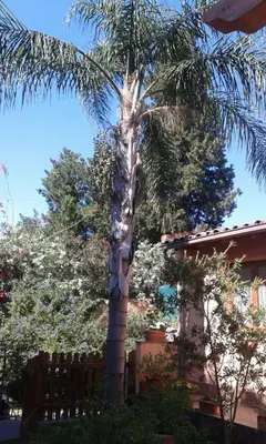 Giardino di Villa Carati