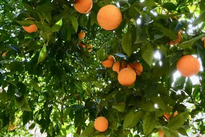 Planimetria di Il giardino delle zagare - miniappartamento tra Etna e mare