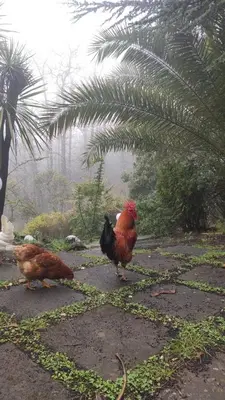 Altri animali domestici presso lo chalet o nei dintorni