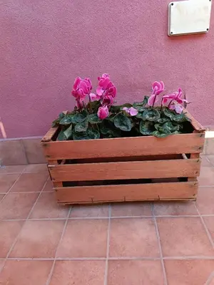 Planimetria di Peppe's house
