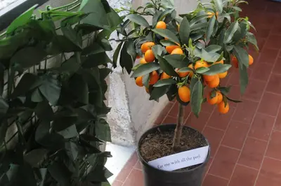 Planimetria di Casetta di Angie