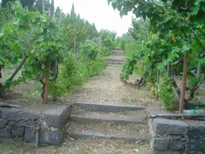 Giardino di Il Vigneto