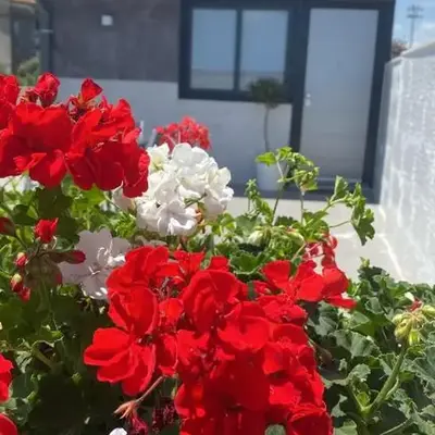 Curia Apartment